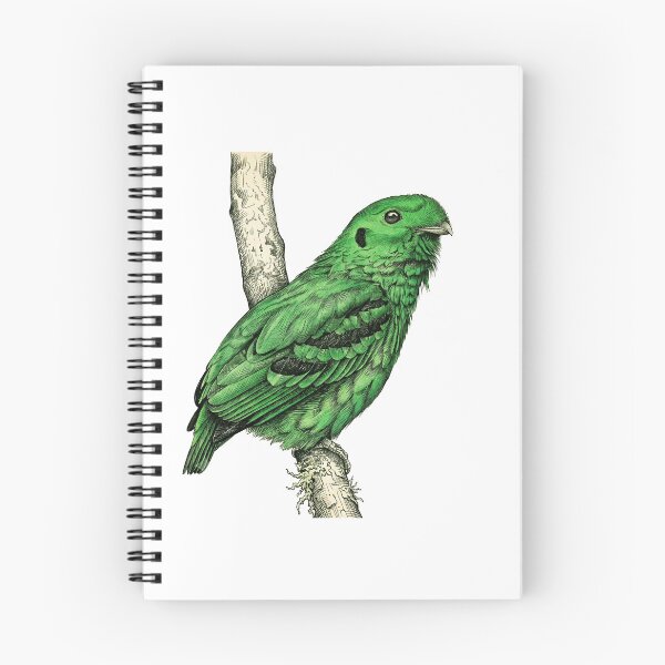 Item preview, illustrations of male Green Broadbill in a vintage natural history book designed and sold by wonderisland.