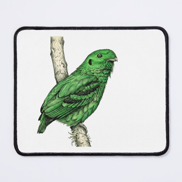 Item preview, illustrations of male Green Broadbill in a vintage natural history book designed and sold by wonderisland.