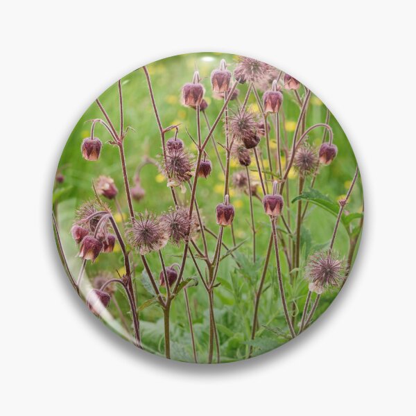Item preview, By the field. Water Avens designed and sold by Jouko Lehto Photography.