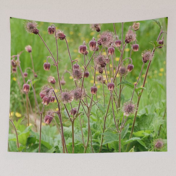 Item preview, By the field. Water Avens designed and sold by Jouko Lehto Photography.