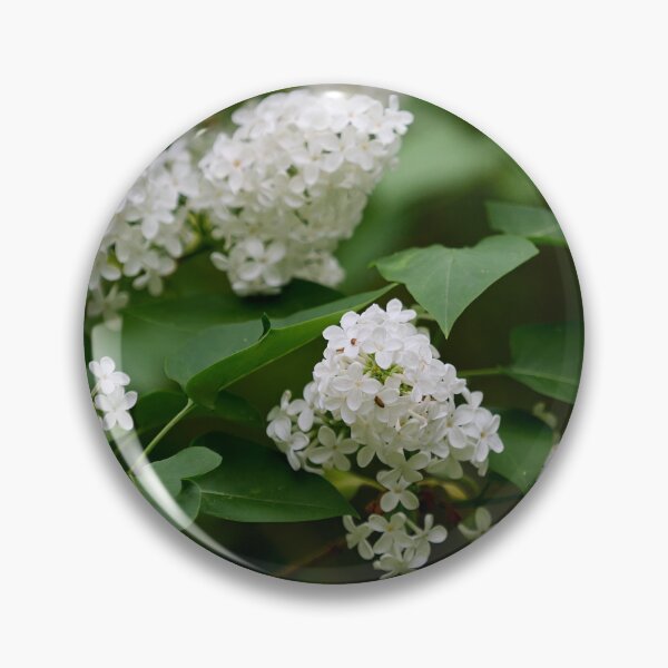 Item preview, White lilac in soft light designed and sold by Jouko Lehto Photography.