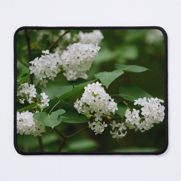 Item preview, White lilac in soft light designed and sold by Jouko Lehto Photography.