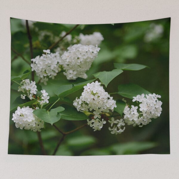 Item preview, White lilac in soft light designed and sold by Jouko Lehto Photography.