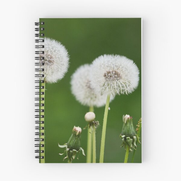 Item preview, Seeds. Dandelion designed and sold by Jouko Lehto Photography.