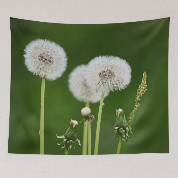Item preview, Seeds. Dandelion designed and sold by Jouko Lehto Photography.