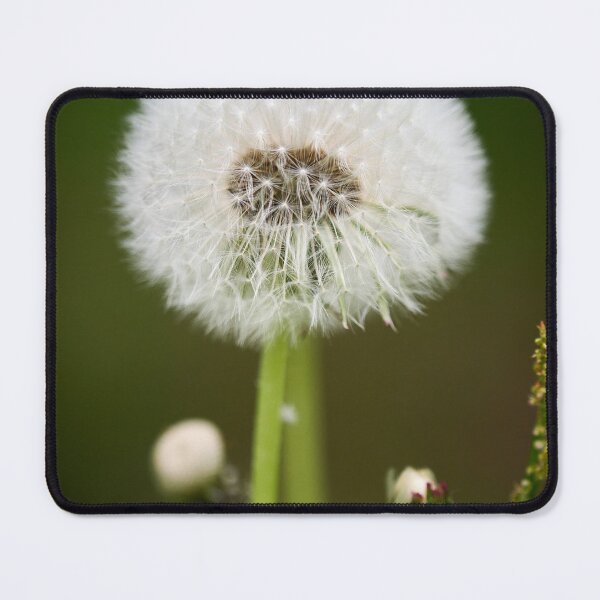 Item preview, Ready to fly. Dandelion designed and sold by Jouko Lehto Photography.