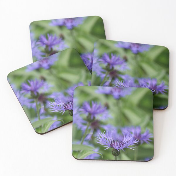 Item preview, Montane knapweed. Perennial Cornflower designed and sold by Jouko Lehto Photography.
