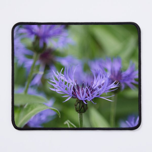 Item preview, Montane knapweed. Perennial Cornflower designed and sold by Jouko Lehto Photography.