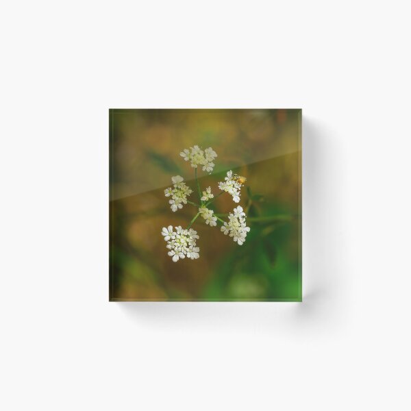 Item preview, Small Bee on Hedge Parsley  designed and sold by Ralph Goldsmith.