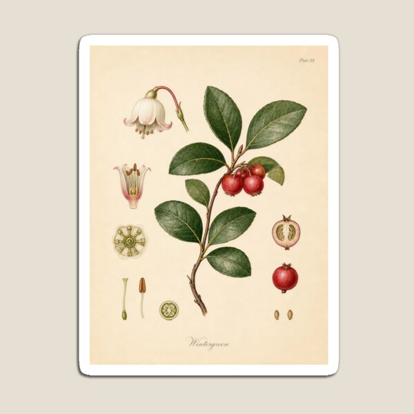 Item preview, Vintage Wintergreen Botanical Plate Print designed and sold by NuvoraNest.