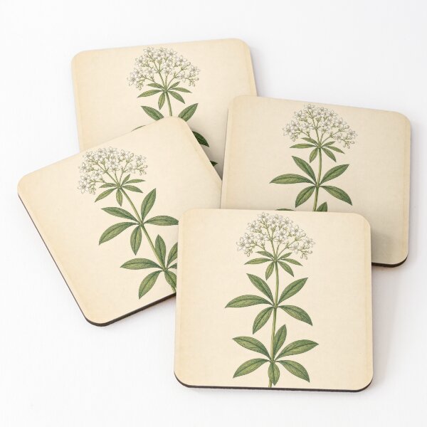 Item preview, Vintage Sweet Woodruff Botanical Illustration designed and sold by NuvoraNest.