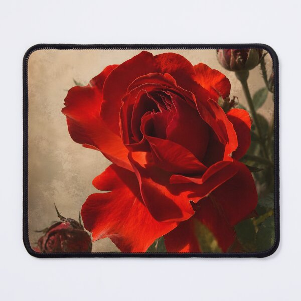 Item preview, Crimson Rose Botanical Photography | Vintage Floral Wall Art designed and sold by Violafleurviolett.