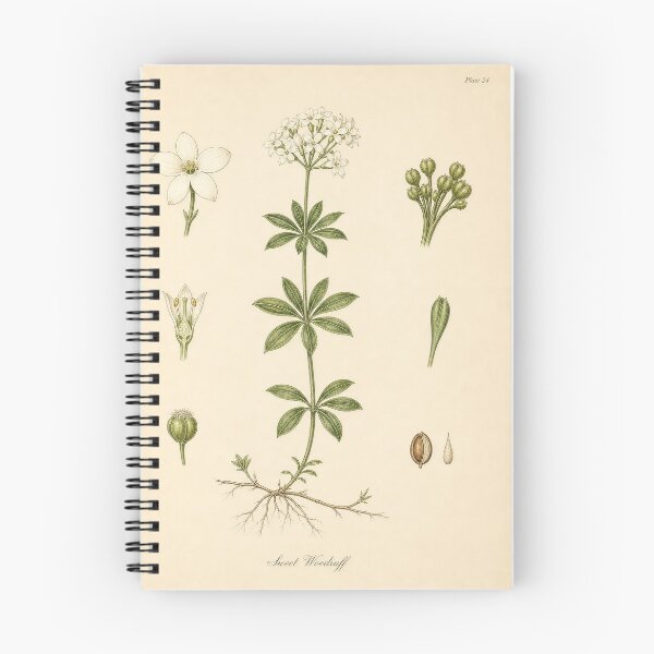 Item preview, Antique Sweet Woodruff Botanical Print designed and sold by NuvoraNest.