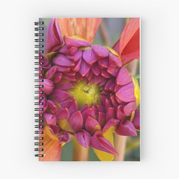 Item preview, Dahlia 'Negroni Sunset' Unfurling Bud. Macro Botanical Photography designed and sold by PrettyAround.