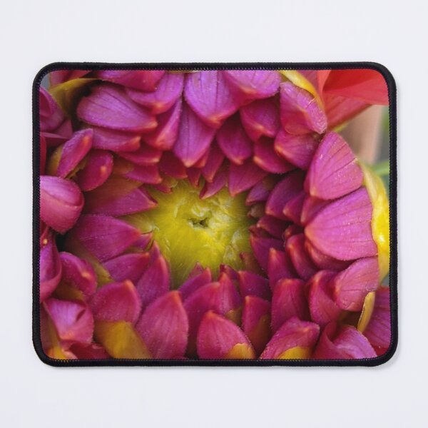 Item preview, Dahlia 'Negroni Sunset' Unfurling Bud. Macro Botanical Photography designed and sold by PrettyAround.