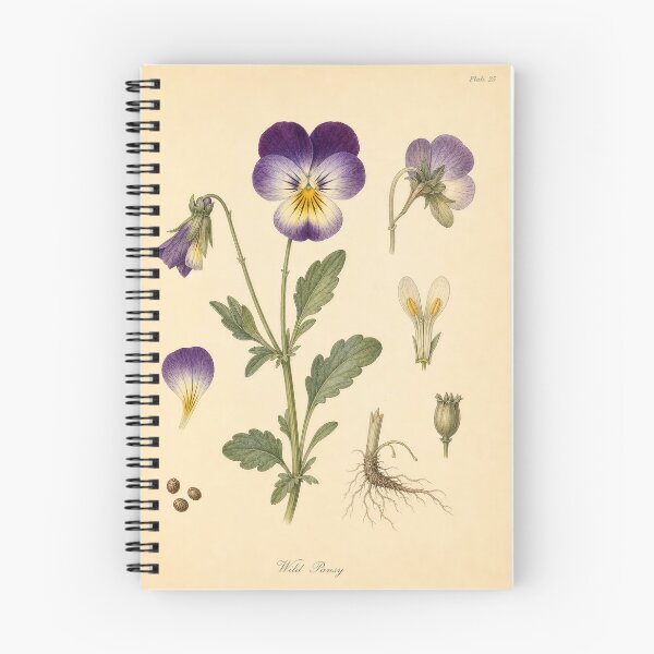 Item preview, Antique Wild Pansy Botanical Illustration designed and sold by NuvoraNest.