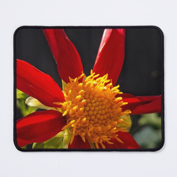 Item preview, Dahlia 'Honka Vino' in Full Bloom. Backlit Macro Photography designed and sold by PrettyAround.