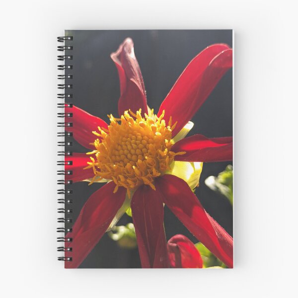 Item preview, Dahlia 'Honka Vino' Golden Centre. Close-Up Botanical Photography designed and sold by PrettyAround.