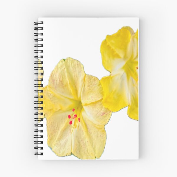 Item preview, Isolated Yellow Four O'Clock Flower Botanical Graphic Cutout designed and sold by BalkanBloom.