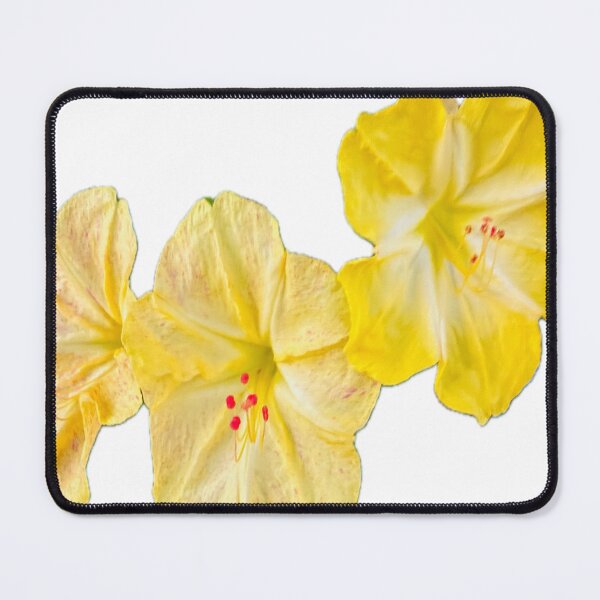 Item preview, Isolated Yellow Four O'Clock Flower Botanical Graphic Cutout designed and sold by BalkanBloom.