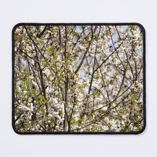 Item preview, White Wild Cherry Blossoms Against Blue Sky designed and sold by pigeonlovrs.