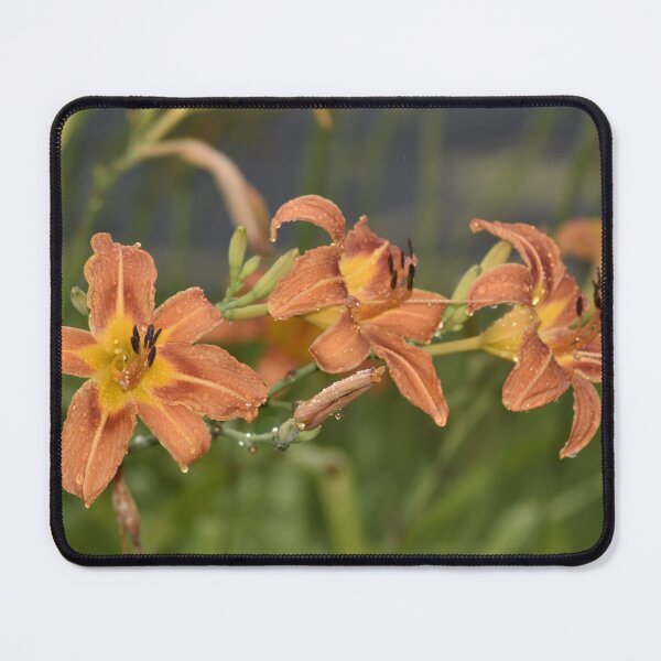 Item preview, Orange Daylily Flowers Close Up designed and sold by TathataPhotos.