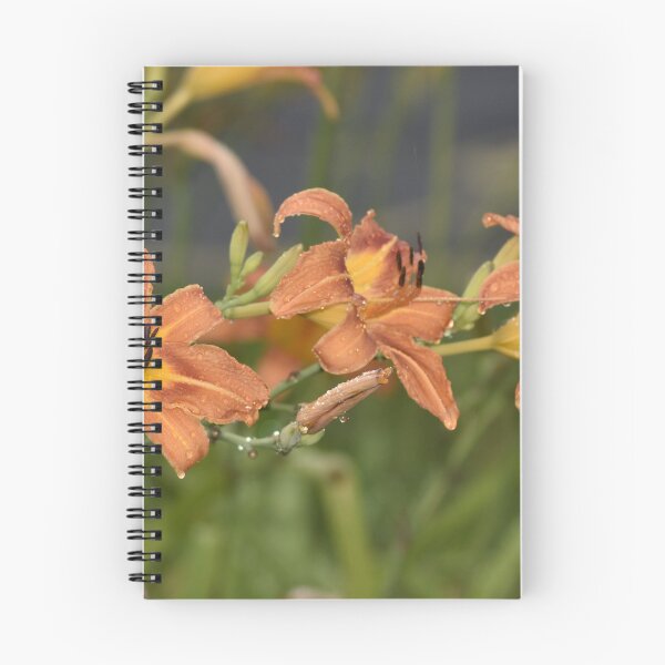 Item preview, Orange Daylily Flowers Close Up designed and sold by TathataPhotos.