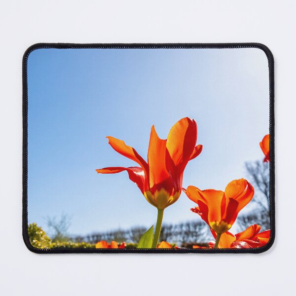 Item preview, Vibrant Tulips Under Clear Sky in Rosenborg Castle Garden designed and sold by jrtwynam.
