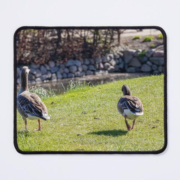 Item preview, Canada Geese by Rosenborg Castle Moat in Copenhagen designed and sold by jrtwynam.