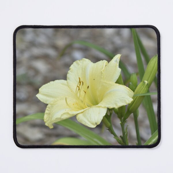 Item preview, Pale Yellow Daylily Macro Photography designed and sold by TathataPhotos.
