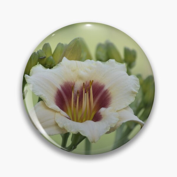 Item preview, Cream Daylily Flower Macro Photography designed and sold by TathataPhotos.