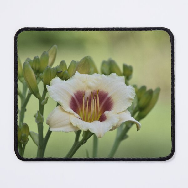 Item preview, Cream Daylily Flower Macro Photography designed and sold by TathataPhotos.