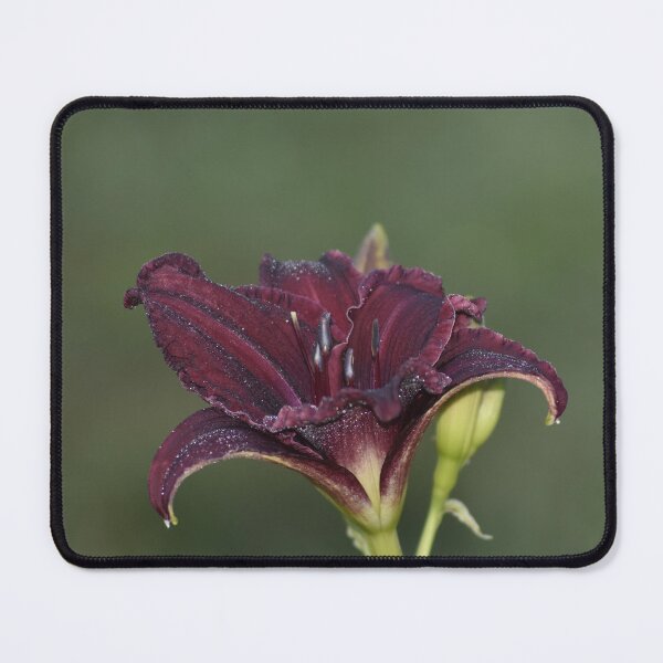 Item preview, Burgundy Daylily Flower Bloom designed and sold by TathataPhotos.