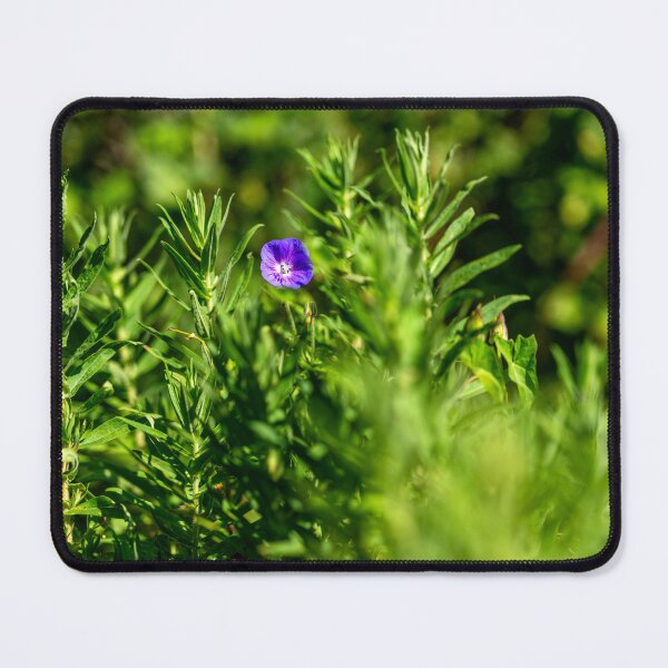 Item preview, California Bluebell, Bute Park, Cardiff designed and sold by VnGphoto.