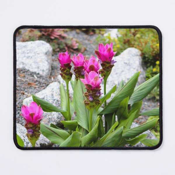 Item preview, Vibrant Pink Siam Tulips designed and sold by Cynthia48.