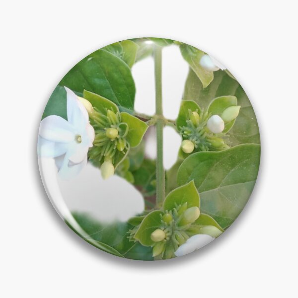Item preview, Jasmine Blossoms in Bloom – White Star Flowers on Garden Vine Photography designed and sold by Ezrabilquis7.