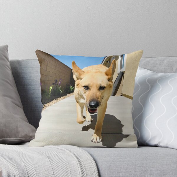 Item preview, Florida Paws - Tan German Shepherd Mix Coming Through Side Gate - Happy Homecoming. designed and sold by QuietBloomDHS.