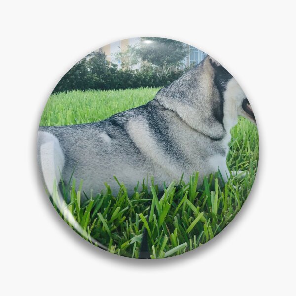 Item preview, Florida Paws - Majestic Black and Tan Husky in Grass - Alert Portrait. designed and sold by QuietBloomDHS.