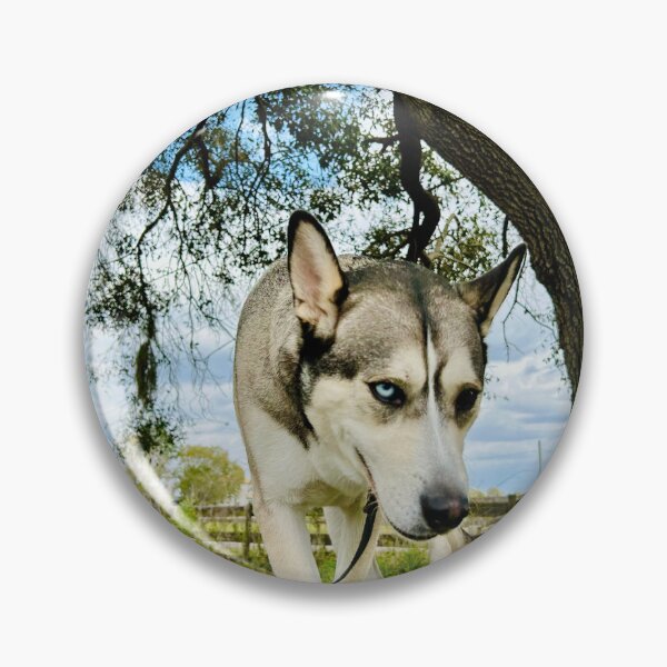 Item preview, Florida Paws - Dark Gray and Tan Husky Walking Under Tree - Striking Heterochromia Portrait designed and sold by QuietBloomDHS.