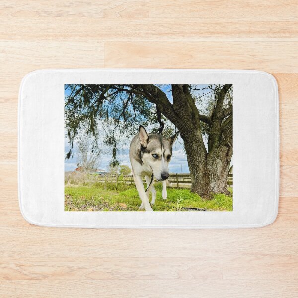 Item preview, Florida Paws - Dark Gray and Tan Husky Walking Under Tree - Striking Heterochromia Portrait designed and sold by QuietBloomDHS.
