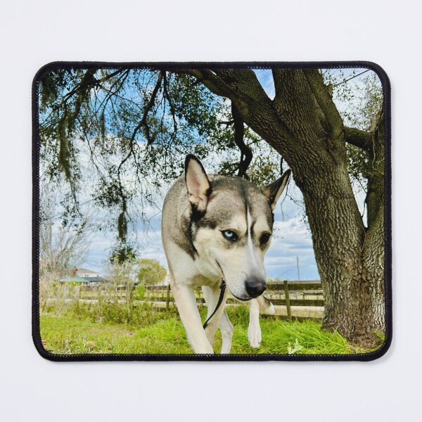 Item preview, Florida Paws - Dark Gray and Tan Husky Walking Under Tree - Striking Heterochromia Portrait designed and sold by QuietBloomDHS.