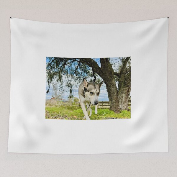 Item preview, Florida Paws - Dark Gray and Tan Husky Walking Under Tree - Striking Heterochromia Portrait designed and sold by QuietBloomDHS.