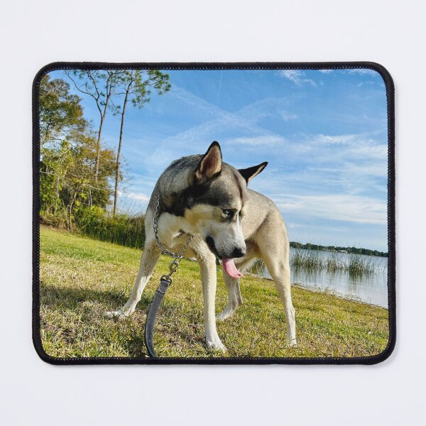 Item preview, Florida Paws - Husky by the Lake - Scenic Waterfront Adventure. designed and sold by QuietBloomDHS.