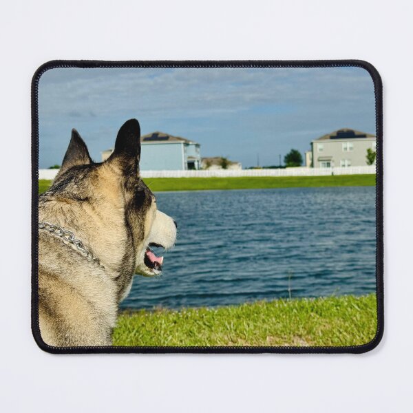 Item preview, Florida Paws - Husky Watching the Water - Peaceful Lakeside Pose. designed and sold by QuietBloomDHS.
