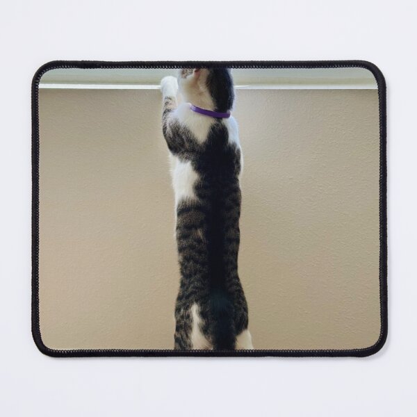 Item preview, Florida Paws - Curious Cat Standing at Window - Indoor Explorer. designed and sold by QuietBloomDHS.