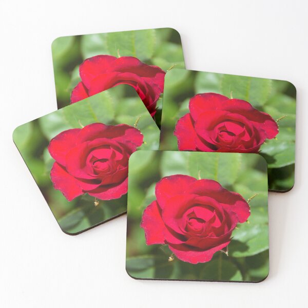 Item preview, Fotografía de rosas rojas en flor: arte floral romántico para pared, lámina botánica de la naturaleza. designed and sold by Bure-NS.
