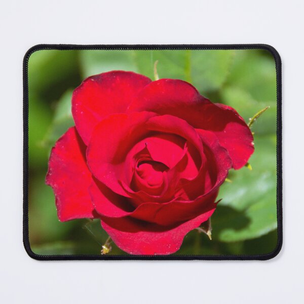 Item preview, Red Rose Bloom Photography – Romantic Floral Wall Art, Botanical Nature Print designed and sold by Bure-NS.