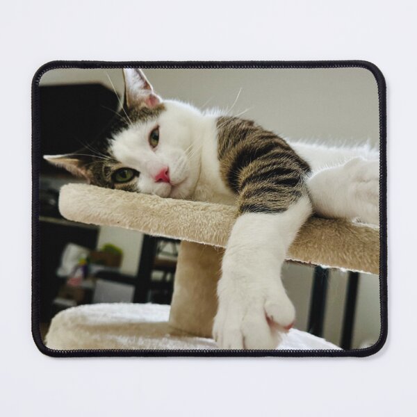 Item preview, Florida Paws - Cozy Cat on Bed - Dreamy Indoor Portrait. designed and sold by QuietBloomDHS.