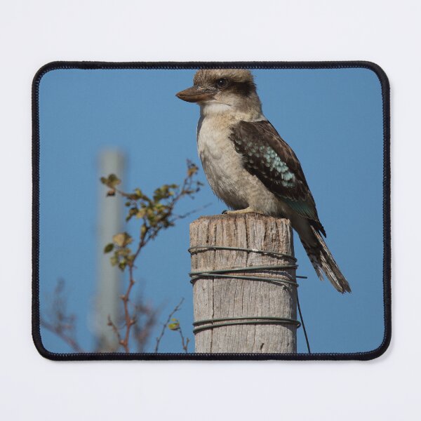 Item preview, Kookaburra designed and sold by Frank Moroni.