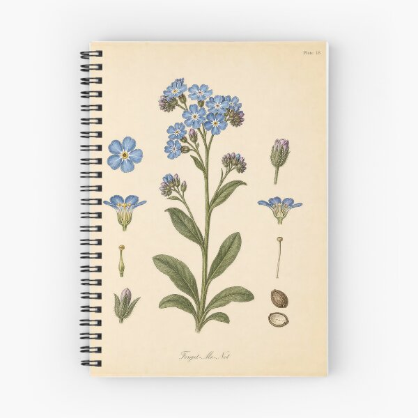 Item preview, Forget-Me-Not Anatomical Botanical Plate designed and sold by NuvoraNest.